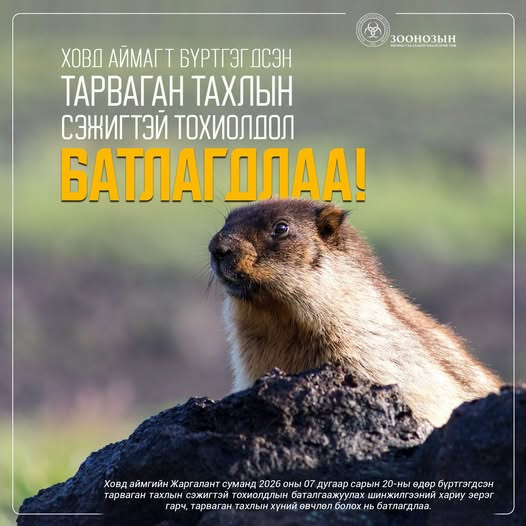 Ховд аймагт бүртгэгдсэн тарваган тахлын сэжигтэй тохиолдол батлагдлаа